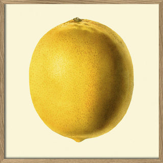 Dyb. Zitrone verschlossen