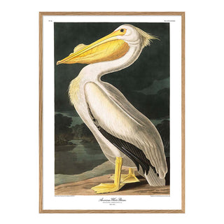Dyb. Pelikan