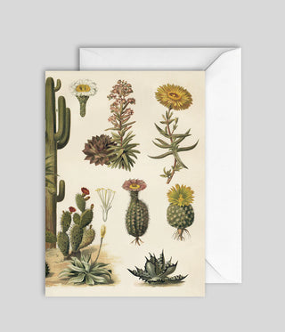 Dyb. Karte Cacti