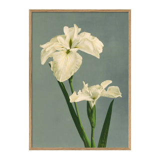 Dyb. Blumenprint Iris Laevigata