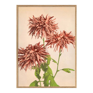 Dyb. Pink Chrysanthemum