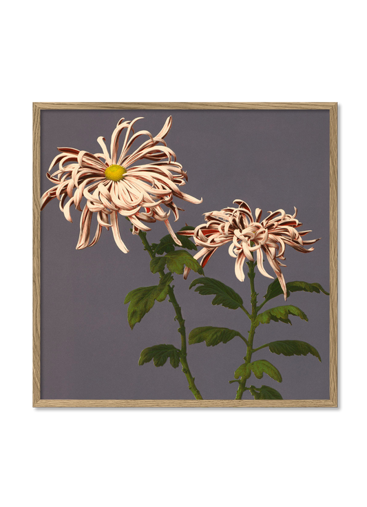 Dyb. Chrysanthemum of Chrysant