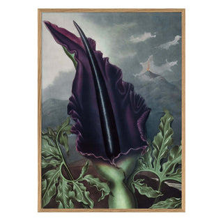Dybdahl Orchidee schwarz, 70x100