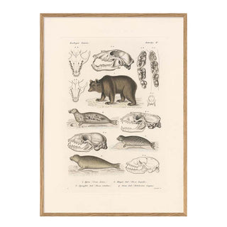 Dyb. Zoologica Bär 30x40