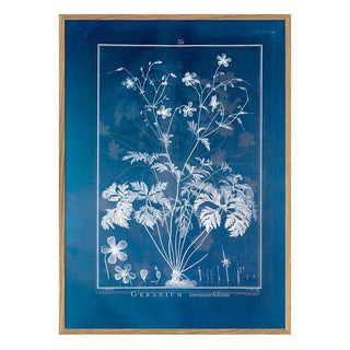 Dyb. Blumenprint Geranium Anemonefolium