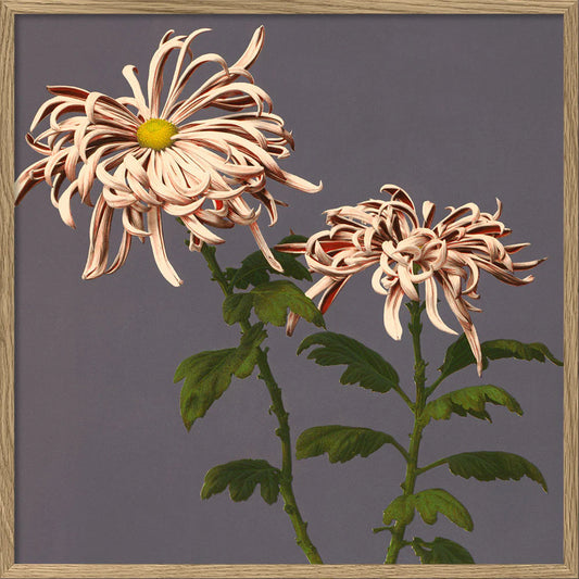 Dyb. "Chrysanthemum of Chrysant"