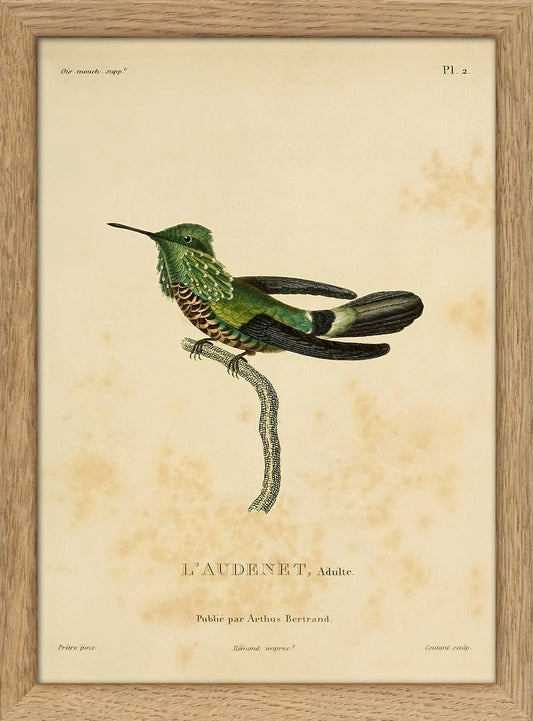Dyb. Kolibri, grüner Vogel mit Kiemen, 15x21