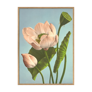 Dyb. Triple Lotus