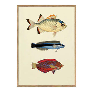 Dyb. Drei Fische bunt