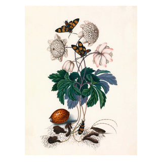 Dyb. Blume weiß, Schmetterlinge