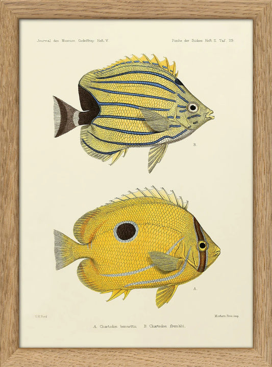 Dyb. Gelbe Fische
