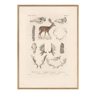 Dyb. Zoologica Hirsch 30x40