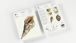 Pep. Note Pad A5 Seashells