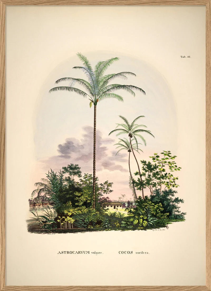 Dyb. Palme Farm Kokospalmen