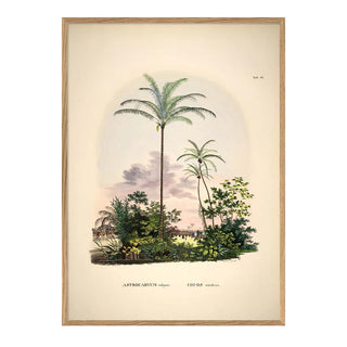 Dyb. Palme Farm Kokospalmen