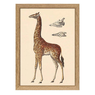 Dyb. Giraffe 15x21