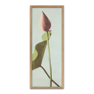 Dybdahl Lotus Blumenknospe