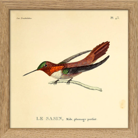 Dyb. Kolibri, rot-grün
