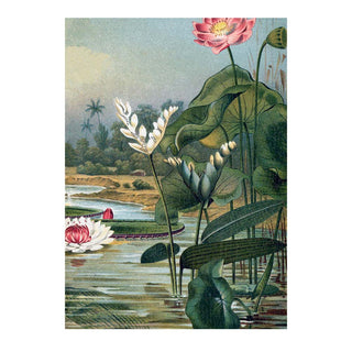 Dyb. "Water Plants Right Side"