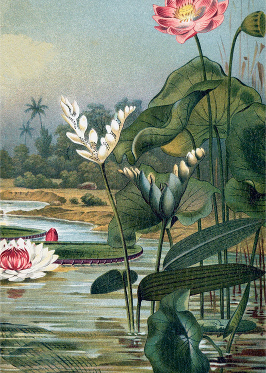 Dyb. "Water Plants Right Side"