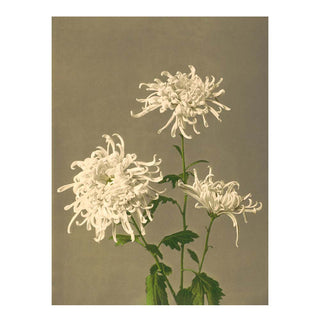 Dyb. "White Chrysanthemum"