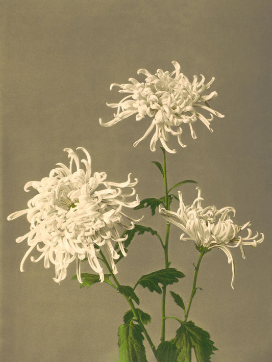 Dyb. "White Chrysanthemum"