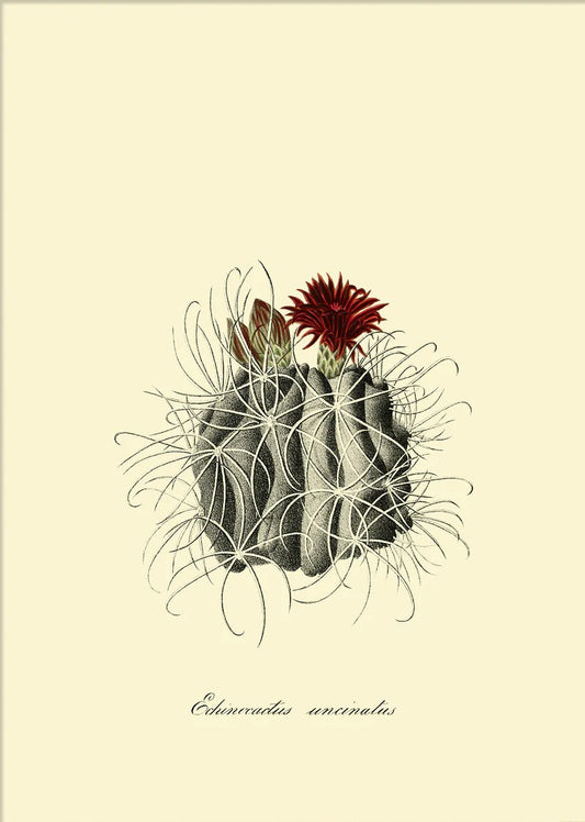 Dyb. "Echinocactus Uncinatus"