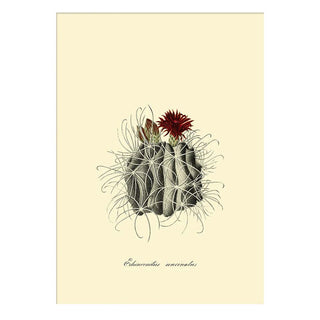 Dyb. "Echinocactus Uncinatus"