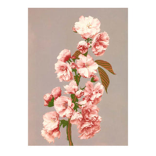 Dyb. "Cherry Blossom"
