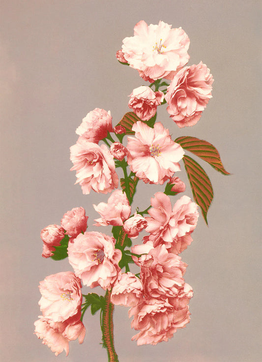 Dyb. "Cherry Blossom"