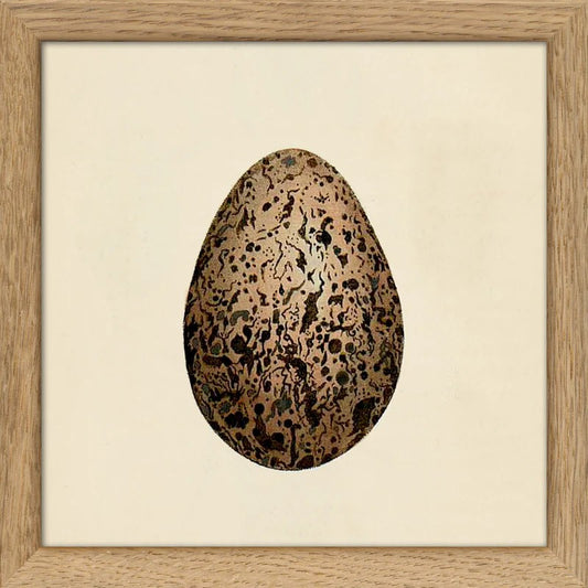 Dyb. "Brown Dotted Egg"