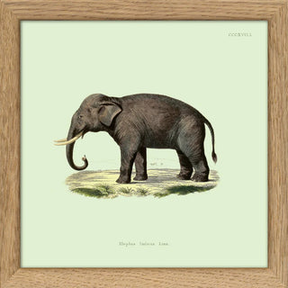 Dyb. Miniprint Elefant