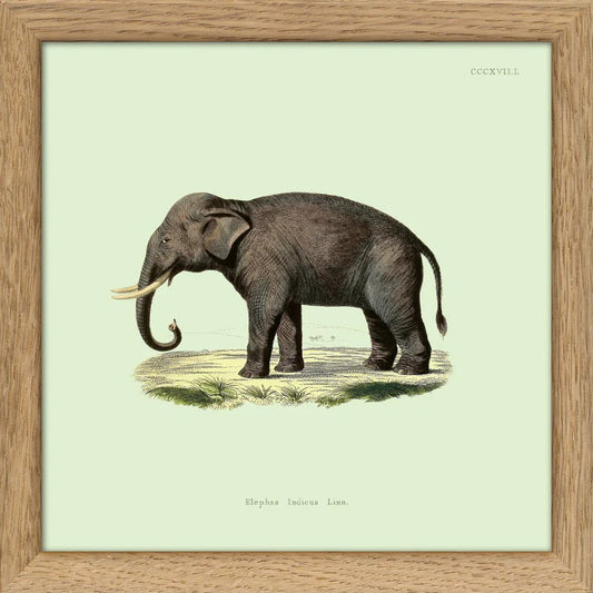 Dyb. Miniprint Elefant