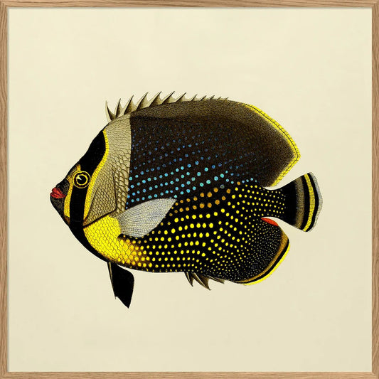 Dyb. Fisch "Black and Yellow"
