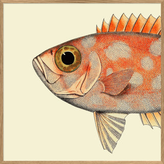 Dyb. "Blotched Bigeye Kopf + Flosse"