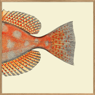 Dyb. "Blotched Bigeye Kopf + Flosse"