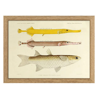 Dyb. Two Chinese Pipefish (Aulostomus Chinense) and One Fish (Mugil Compressus) 15x21