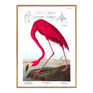 Dyb. Flamingo