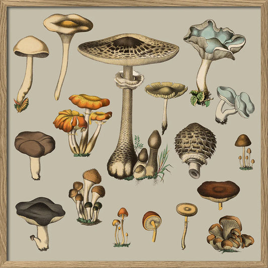 Dyb. "Fungi XV"