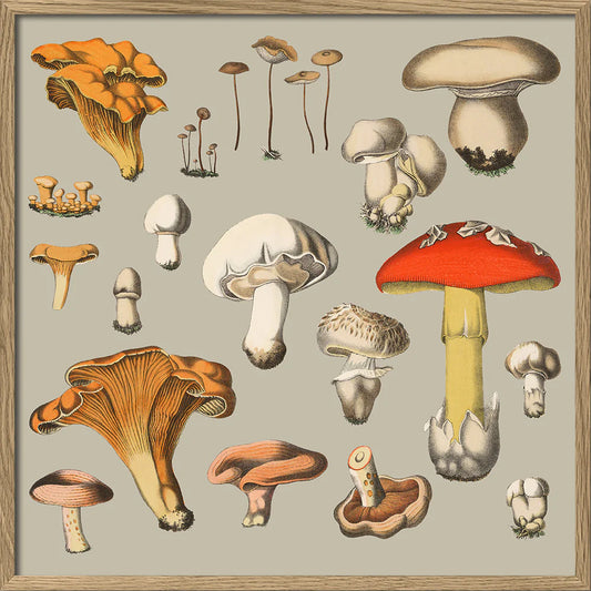 Dyb. "Fungi XIV"