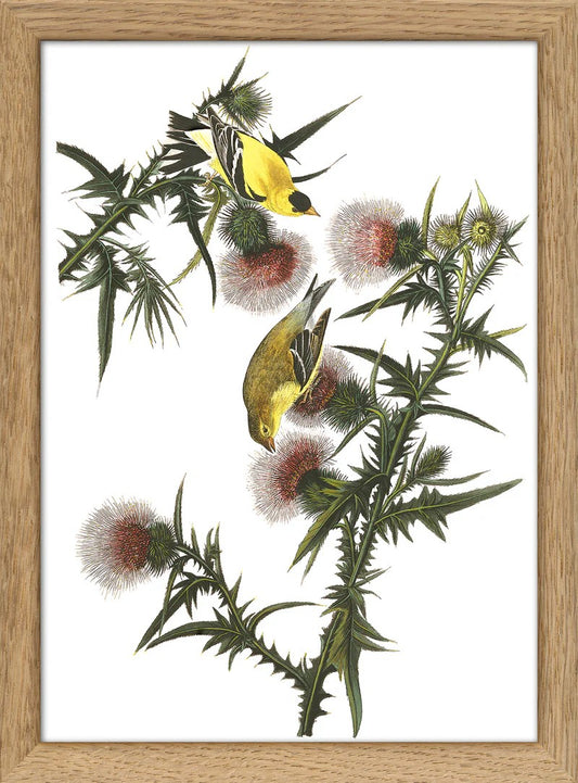Dyb. "American Goldfinch"