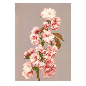 Dybdahl Cherry Blossom