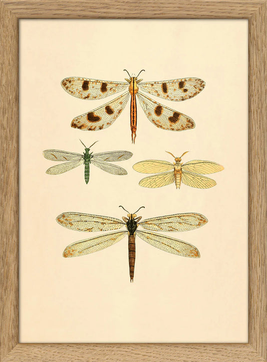 Dyb. "Insects"