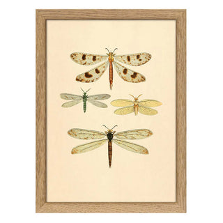 Dyb. "Insects"