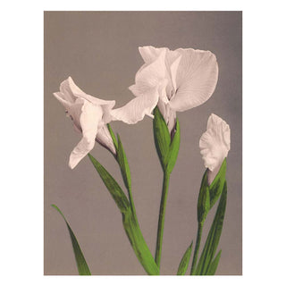Dyb. "Iris Kaempferi"