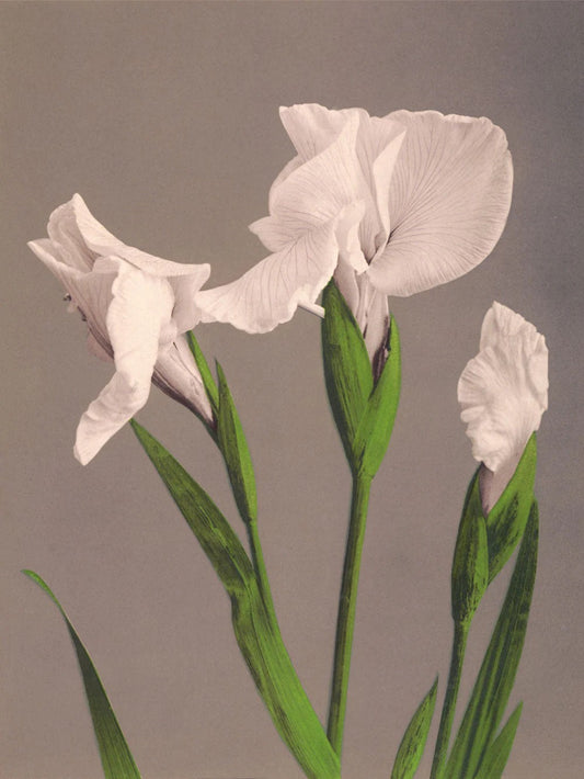 Dyb. "Iris Kaempferi"