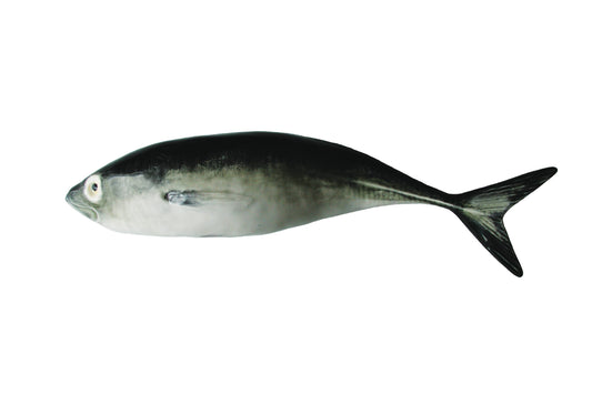 BP Wanddeko Jack Mackerel
