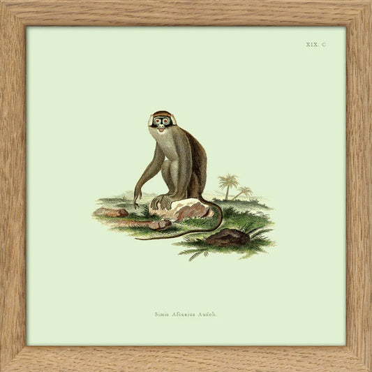 Dyb. "Monkey No. 2"