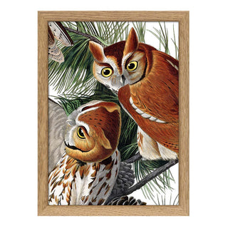 Dyb. "Little Screech Owl Close Up"