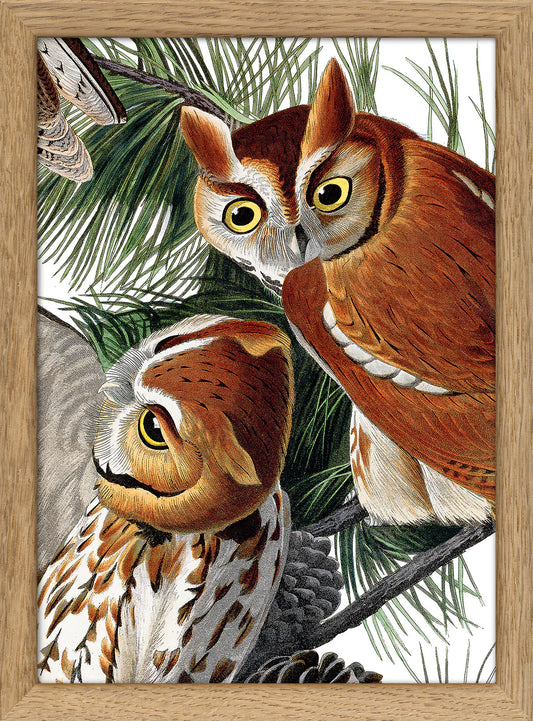 Dyb. "Little Screech Owl Close Up"